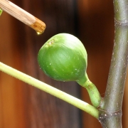 Oiling a fig