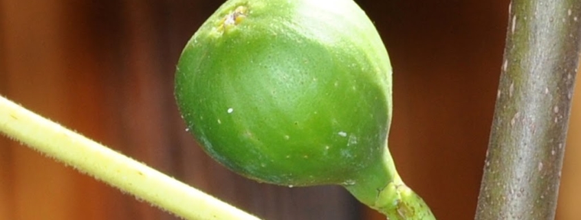 Oiling a fig