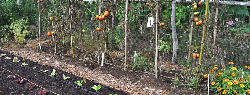 How to Build an Espalier Support Trellis – Deep Green Permaculture