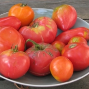 Tomatoes