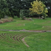 Rye cover crop at Chanticleer Garden