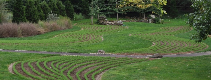 Rye cover crop at Chanticleer Garden