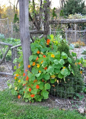 Nasturtiums on post