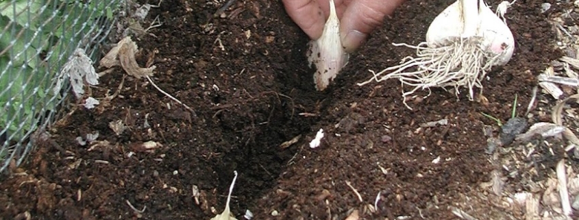 The Hand Trowel Soft Mulberry – Mulch.