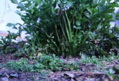 Volunteer celery plants