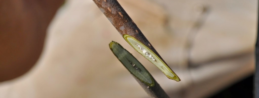 Whip graft close up