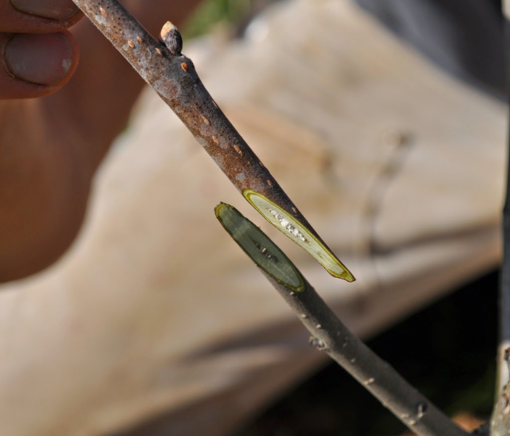 Whip graft close up