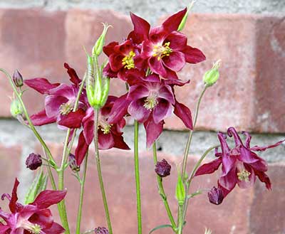 volunteer columbine