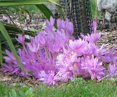 colchicum