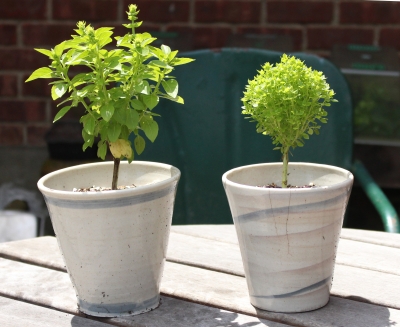 Bonsai basil plants in pots.