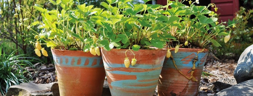 Potted alpine strawberries