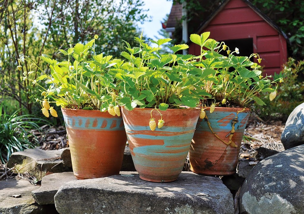 Potted alpine strawberries