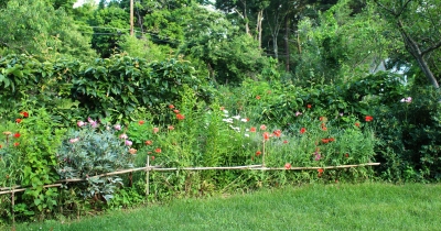 Fenced in red poppies in front of espaliered pears
