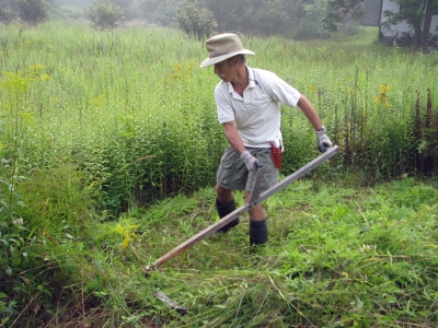 Scything the meadow.