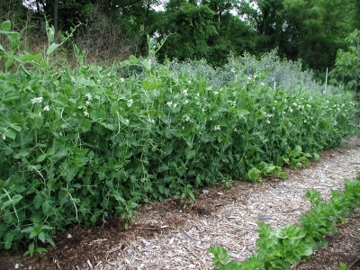 Peas on trellis