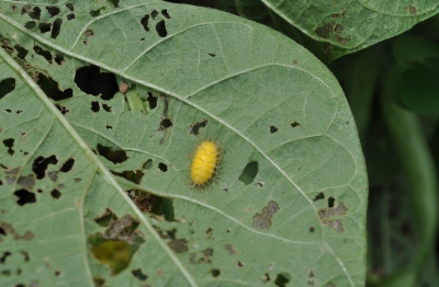 Image of bean beetle larvae