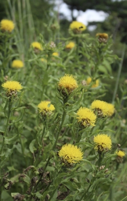 Yellow blossoms of Armenian basket flower