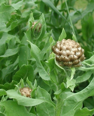 Golden buds of Armenian basket flower