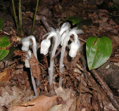 Indian pipes growing in woods