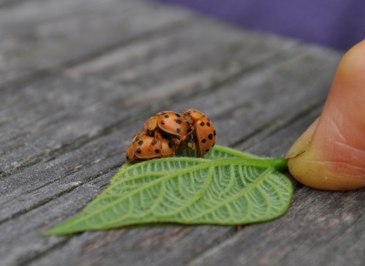 Three bean beetles clustering together