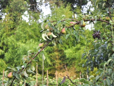 Fruiting pear branch