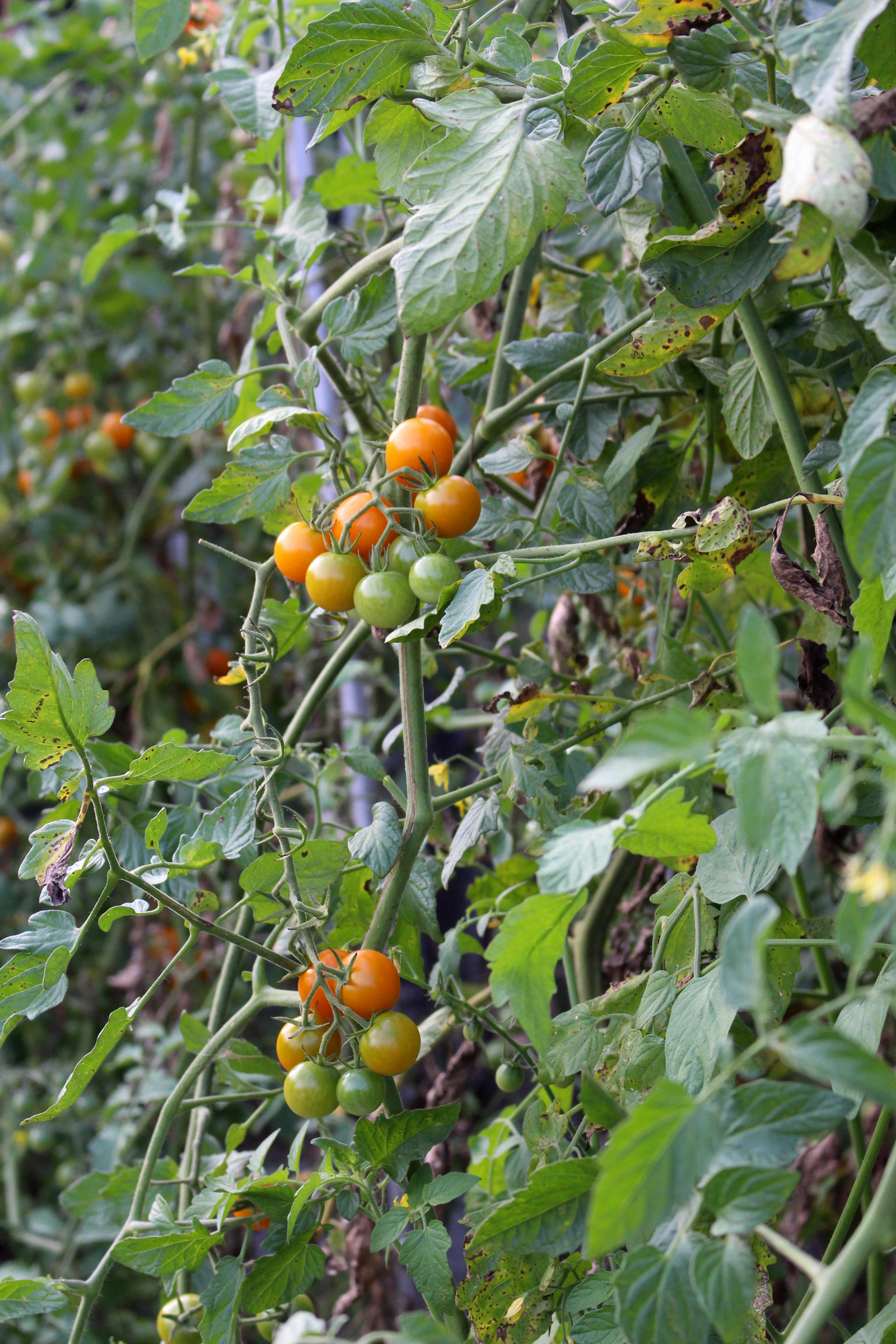 Sungold, hands down the best tasting cherry tomato