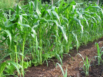 Sweet corn can share a bed with other vegetables, lettuce here.