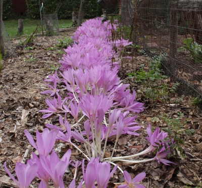 Purple autumn crocuses, in a row