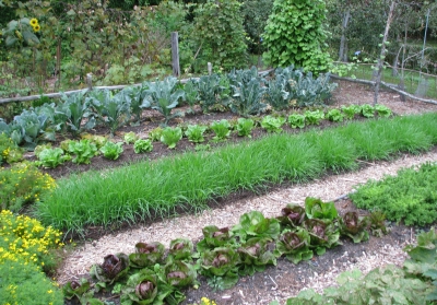 Oat cover crop in one of my beds.