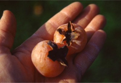 Szukis persimmons in hand