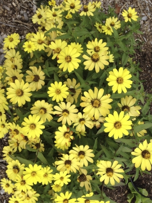 Yellow blossoms of Zahara zinnia