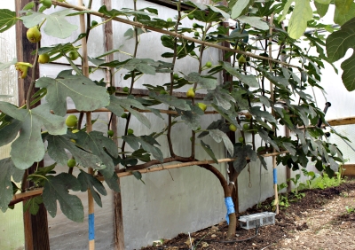 Espalier fig in October, with ripe fruits