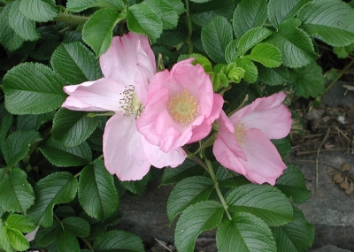Last summer's Rosa rugosa blossoms