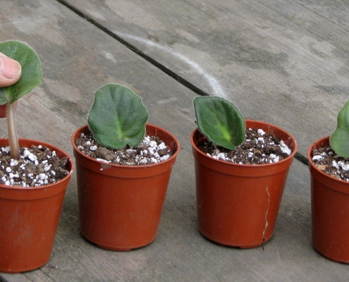 New leaf cuttings