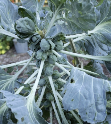 The Gusto variety of Brussels sprouts