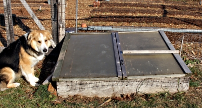 Cold frame with cover closed, and Sammy