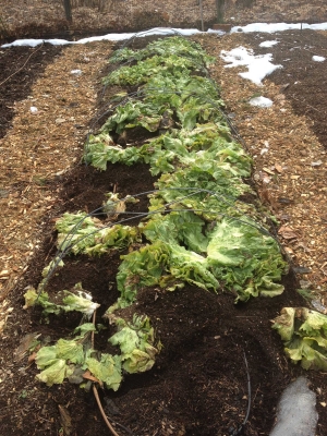 Mouse tunneling and feeding have disconnected endive heads from their roots.