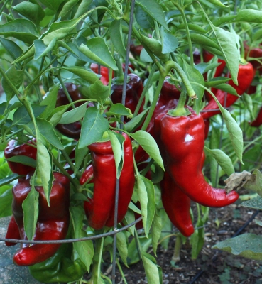 Sweet Italia pepper