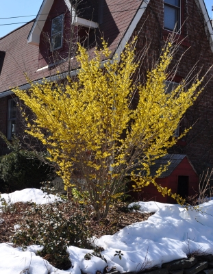 Witch hazel is a shrub needing little or no pruning