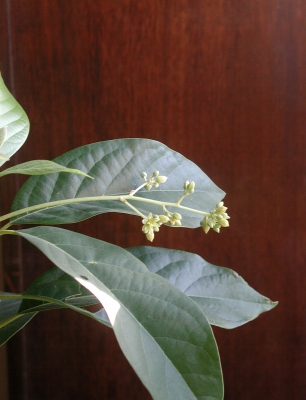 Blossoms on my potted avocado