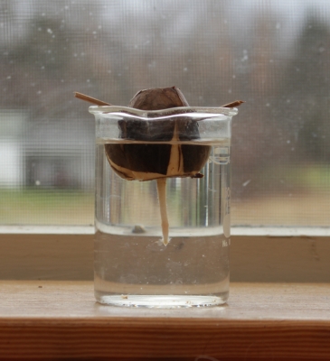 Avocado sprouting in water