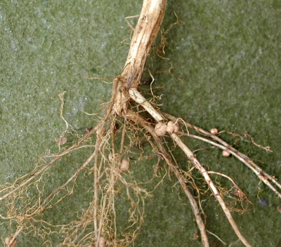 Nodules from nitrogen-fixing bacteria on soybean roots.