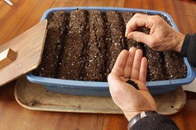 Onion seeds being sown in mini-furrows in pan of potting soil.