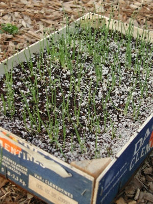 Onion seedlings, up and growing.