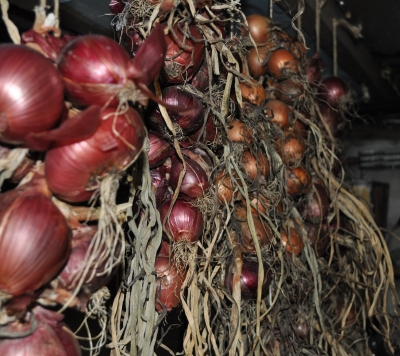 Stored onions, in basement