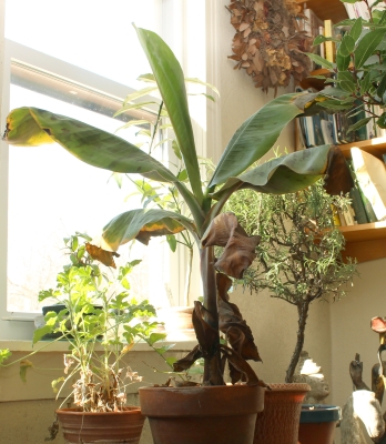 Indoor banana, this winter