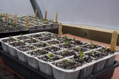 Seedlings in APS trays