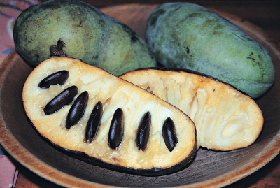 Pawpaw, tastes like crème brûlée