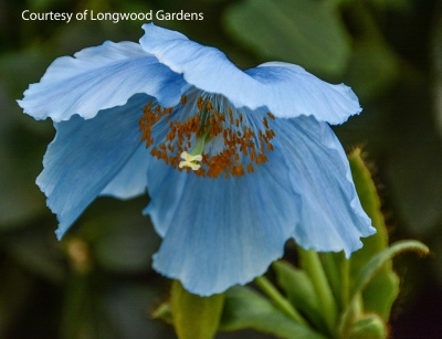 Close up of blue poppy