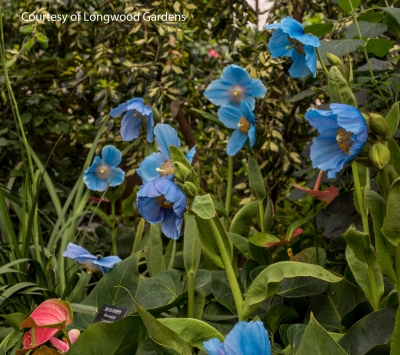 Blue poppy at Longwood Gardens